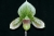 Paph. Hsinying Art Pie